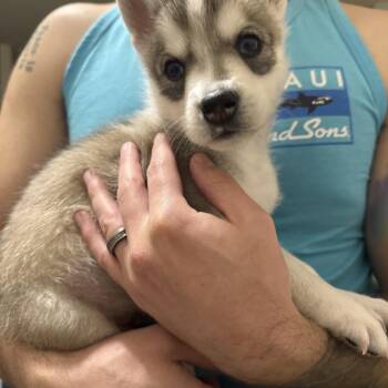 Siberian Husky Dogs Available for Adoption in Beaverton, Oregon - Rudy | PetCurious