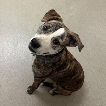 Pit Bull Terrier Dogs Available for Adoption in Lynchburg, Virginia - Aloka | PetCurious