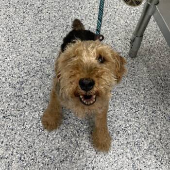 Murphy -  Welsh Terrier Dog for Adoption in Northbrook, Illinois - Murphy | PetCurious