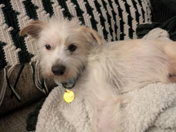 Olaf -  Border Terrier Dog for Adoption - Olaf | PetCurious