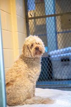 BRIE -  Poodle and Mixed Breed Dog for Adoption in Boston, Massachusetts - BRIE | PetCurious