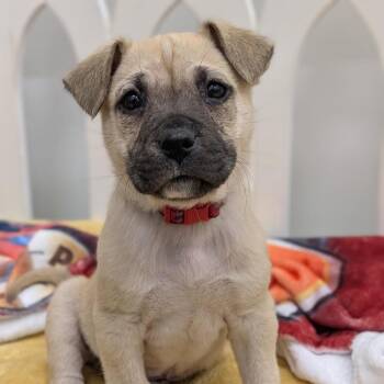 Cattle Dog and Boxer Dogs Available for Adoption - Antonio 01-1927 | PetCurious
