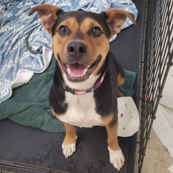 Rescue Pit Bull Terrier Dogs for Adoption in East St. Louis, Illinois - Al Poochino | PetCurious