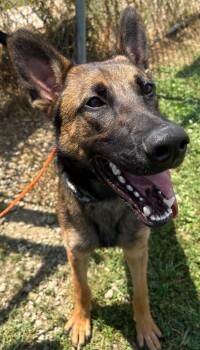 Rescue Shepherd and Belgian Shepherd Malinois Dogs for Adoption in Washington Court House, Ohio - Duke | PetCurious