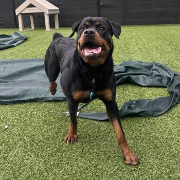 Rottweiler Dogs Available for Adoption in Pittsburgh, Pennsylvania - Foxie | PetCurious