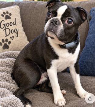 Jack - son -  Boston Terrier Dog for Adoption in Memphis, Tennessee - Jack - Son | PetCurious