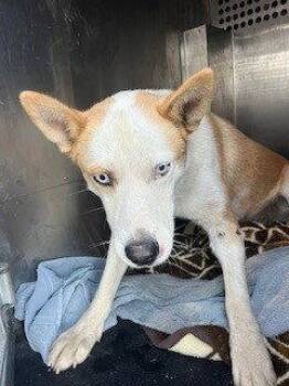 *POPCORN -  Husky Dog for Adoption in Woodland, California - *POPCORN | PetCurious