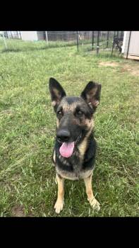 German Shepherd Dog Dogs Available for Adoption - Princess | PetCurious
