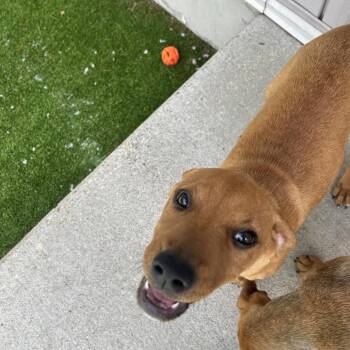 North -  Mixed Breed Dog for Adoption in Bedford, New Hampshire - North | PetCurious