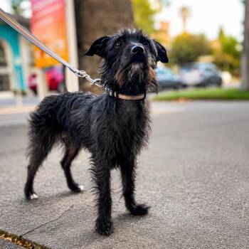 Terrier and Mixed Breed Dogs Available for Adoption in Sacramento, California - Stevie (*) | PetCurious