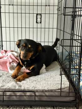 Miniature Pinscher and Dachshund Dogs Available for Adoption - Murphy | PetCurious