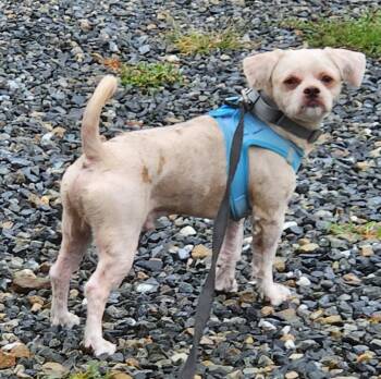 Rocky -  Shih Tzu Dog for Adoption in Walnutport, Pennsylvania - Rocky | PetCurious