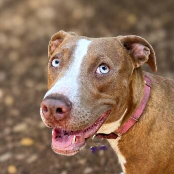 Filly -  Terrier and Mixed Breed Dog for Adoption in Boerne, Texas - Filly | PetCurious