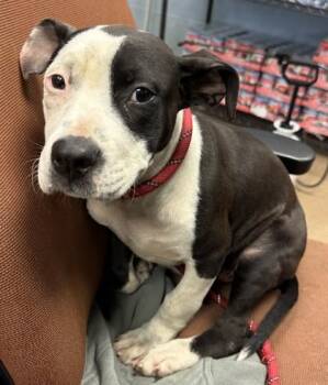Kissimee - IN FOSTER -  Mixed Breed Dog for Adoption in Chamblee, Georgia - Kissimee - IN FOSTER | PetCurious