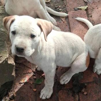 Sawyer -  Pit Bull Terrier and Pointer Dog for Adoption in Overland Park, Kansas - Sawyer | PetCurious
