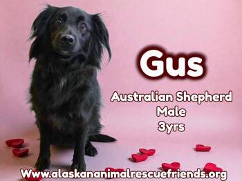 Australian Shepherd Dogs Available for Adoption - Gus | PetCurious