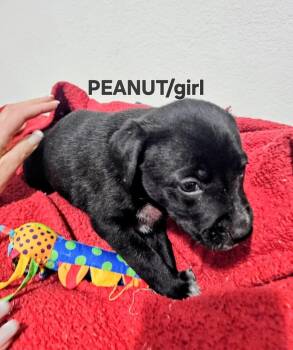 Labrador Retriever and Mixed Breed Dogs Available for Adoption in Evergreen, Colorado - Peanut | PetCurious