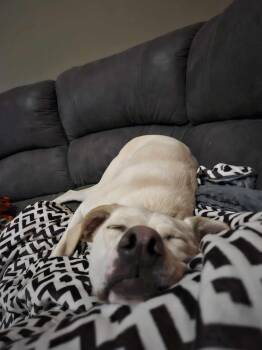 Rescue Labrador Retriever and Mountain Cur Dogs for Adoption in Caledonia, Minnesota - Remi | PetCurious