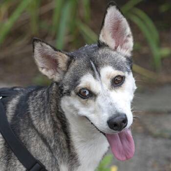 Rescue Husky and Shepherd Dogs for Adoption in Chicago, Illinois - Ari | PetCurious