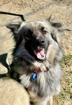 Django -  German Shepherd Dog and Alaskan Malamute Dog for Adoption in Olympia, Washington - Django | PetCurious
