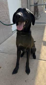 TILLIE -  Labrador Retriever Dog for Adoption in Hastings, Michigan - TILLIE | PetCurious
