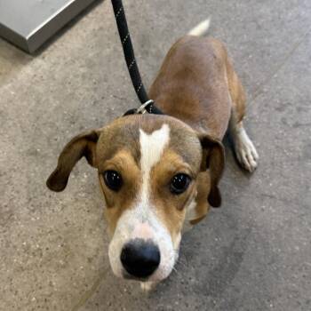 111570 -  Mixed Breed Dog for Adoption in Las Cruces, New Mexico - 111570 | PetCurious