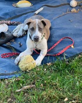 Wheatley -  Pit Bull Terrier and American Staffordshire Terrier Dog for Adoption in Carmel Hamlet, New York - Wheatley | PetCurious