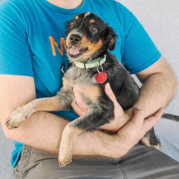 BERRY -  Australian Shepherd and Mixed Breed Dog for Adoption in Richmond, California - BERRY | PetCurious