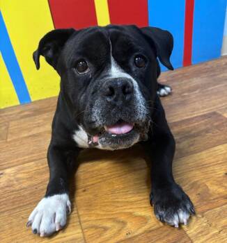 Fat Boi -  Mixed Breed Dog for Adoption in Ocala, Florida - Fat Boi | PetCurious