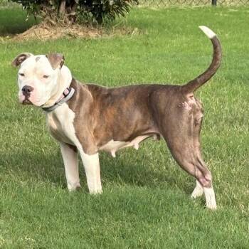 Rescue Pit Bull Terrier Dogs for Adoption in Dunn, North Carolina - Dixie | PetCurious