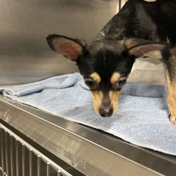 Sasha Amor -  Chihuahua Dog for Adoption in Greensboro, North Carolina - Sasha Amor | PetCurious