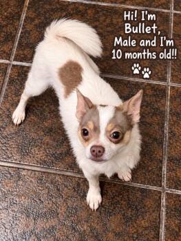 Bullet -  Pomeranian and Chihuahua Dog for Adoption in Cedarburg, Wisconsin - Bullet | PetCurious