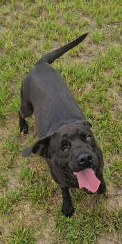 Rescue Black Labrador Retriever Dogs for Adoption in Nevada, Missouri - RAGDOLL | PetCurious