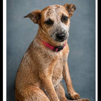 Miranda -  Cattle Dog Dog for Adoption in Phoenix, Arizona - Miranda | PetCurious