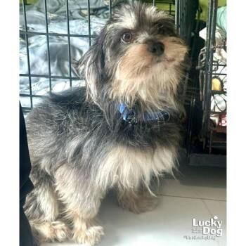 Terrier Dogs Available for Adoption in Washington, District Of Columbia - Dante | PetCurious