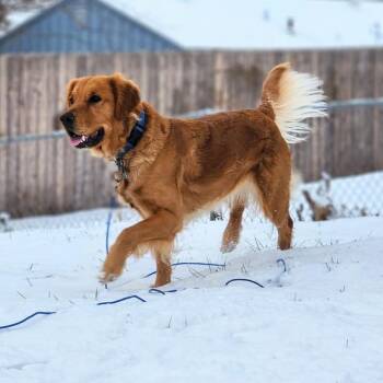 Mika -  Golden Retriever Dog for Adoption in De Soto, Kansas - Mika | PetCurious