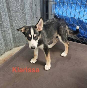 Klarissa -  Shepherd and Husky Dog for Adoption in Fremont, Nebraska - Klarissa | PetCurious