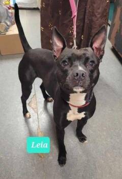 Leia -  Pit Bull Terrier and Boston Terrier Dog for Adoption in Richmond, Indiana - Leia | PetCurious