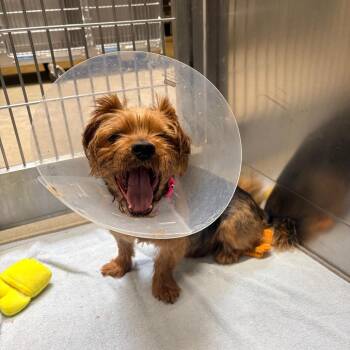 Vin Diesel -  Yorkshire Terrier Dog for Adoption in Baltimore, Maryland - Vin Diesel | PetCurious