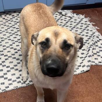 Peach -  German Shepherd Dog Dog for Adoption in Clarksville, Arkansas - Peach | PetCurious