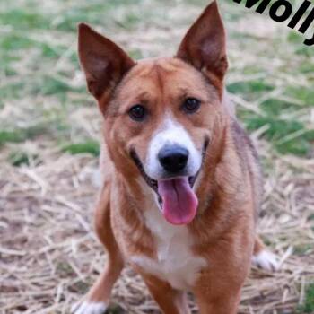 Molly -  Mixed Breed Dog for Adoption in Nashville, Indiana - Molly | PetCurious