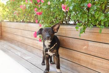 Barracuda -  Chihuahua and Dachshund Dog for Adoption in Salt Lake City, Utah - Barracuda | PetCurious