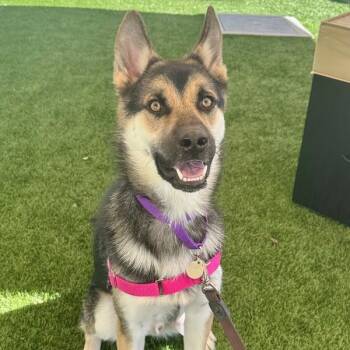 Sully -  Shepherd Dog for Adoption in Walnut Creek, California - Sully | PetCurious