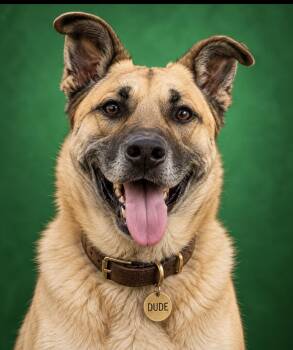 Dude -  German Shepherd Dog Dog for Adoption in Cumming, Georgia - Dude | PetCurious