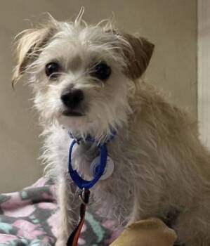 Rescue Poodle Dogs for Adoption in Larkfield-wikiup, California - Chardonnay | PetCurious