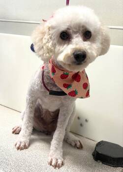 Rescue Poodle Dogs for Adoption in Brandon, South Dakota - Patty | PetCurious