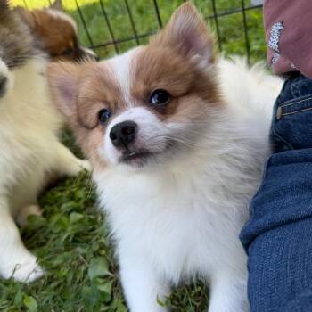 Diana -  Pomeranian and Manchester Terrier Dog for Adoption in Silver Spring, Maryland - Diana | PetCurious