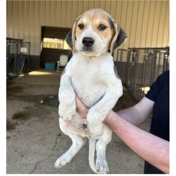 Rescue Hound Dogs for Adoption in Clarksville, Virginia - Beau Diddley | PetCurious