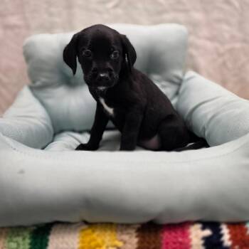 Golden Retriever and American Bulldog Dogs Available for Adoption - Shakira | PetCurious