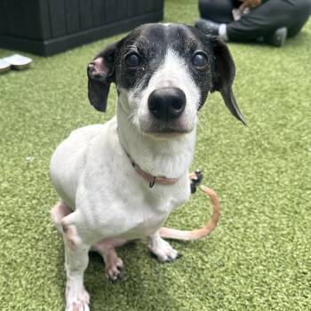 Kiera -  Chihuahua and Mixed Breed Dog for Adoption in Wantagh, New York - Kiera | PetCurious